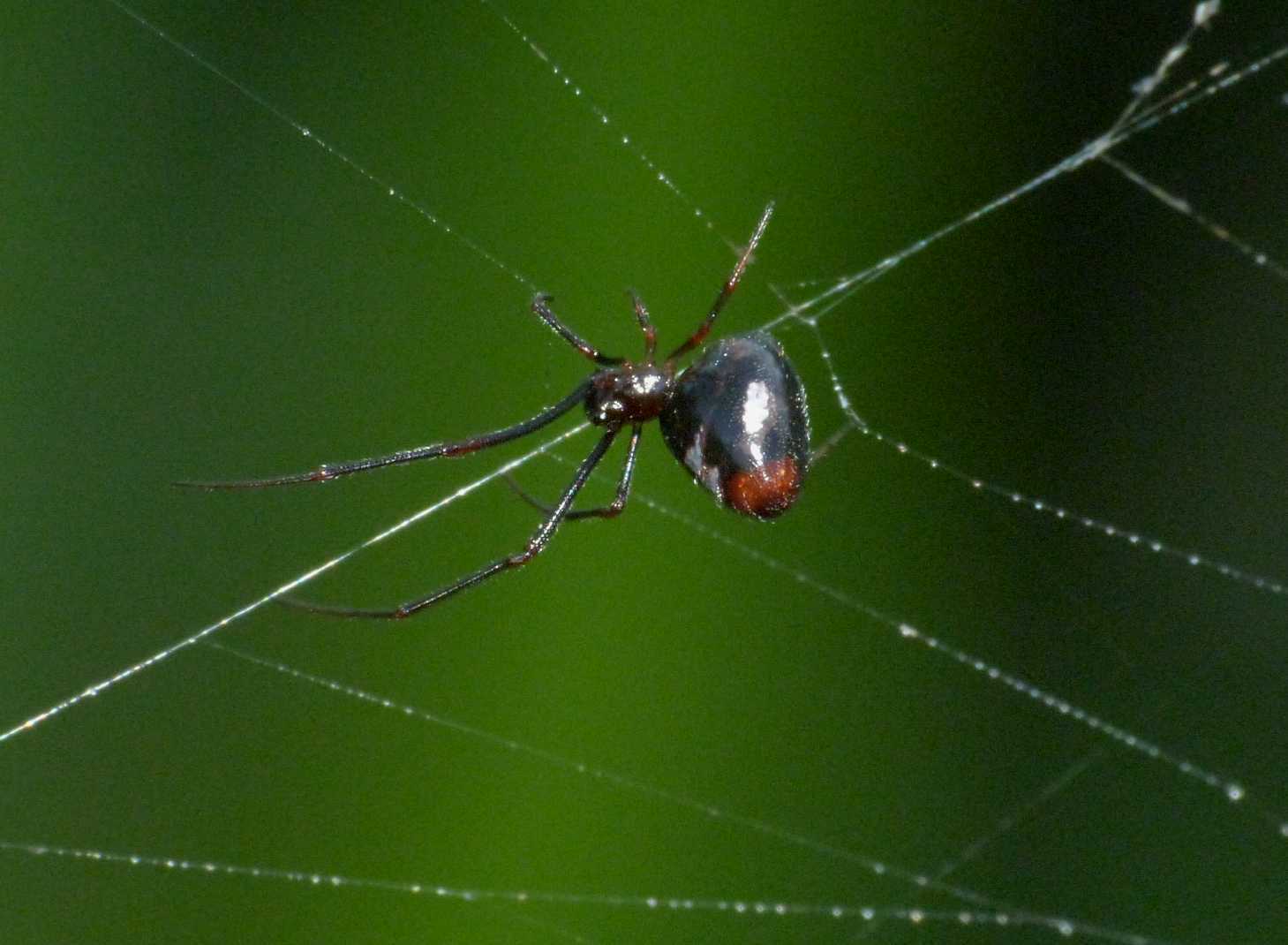 Argyrodes di colore insolito (con video)